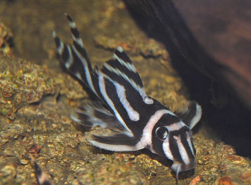 Zebra pleco